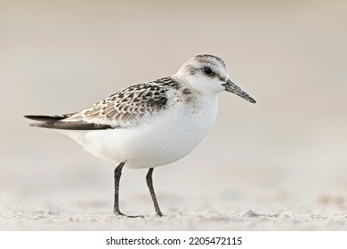 A sanderling (Calidris alba) foraging during fall migration on the beach.