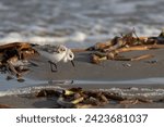 Sanderling (Calidris alba) foraging on beach, Galveston, Texas, USA