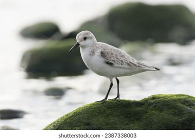 Sanderling (Calidris alba) photographed at sunset in its environment 