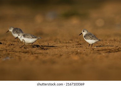 Sanderling - Calidris Alba Small Wading Bird, Walking, Feeding, On The Atlantic Sandy Coast, Circumpolar Arctic Breeder, Long-distance Migrant, Wintering South To South America, South Europe, Africa.