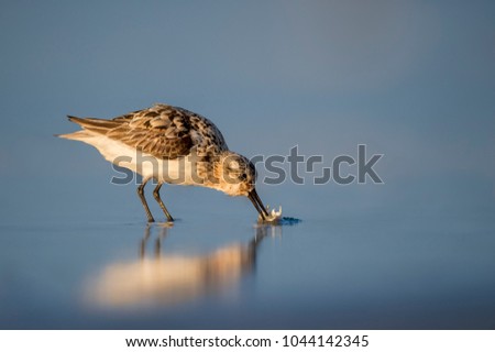 A Sanderling eats a small sand crab on the wet sand in the early morning sun with its soft reflection in the blue sand.