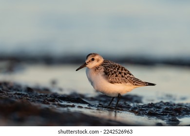 Sanderling looking for food at the baltic sea coast - Shutterstock ID 2242526963