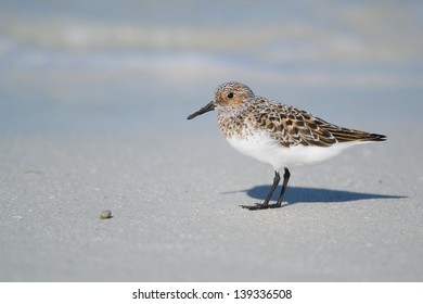 Sanderling On Fort Myers Beach, Florida, Member Of The Scolopacidae Family