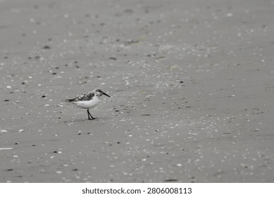 A sanderling with patterned black, buff and white upperparts stands on an open sandy beach scattered with small shells on Bull Island in Dublin Bay, Ireland.