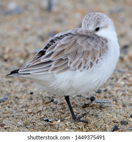 Sanderling Playing Possum At Tybee Island North Beach