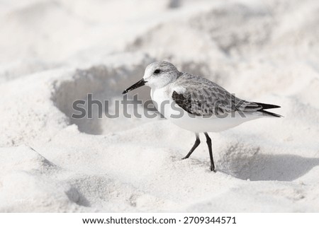 A Sanderling in the Sand