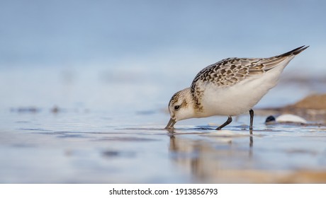Sanderling - at the sea shore on autumn migration way