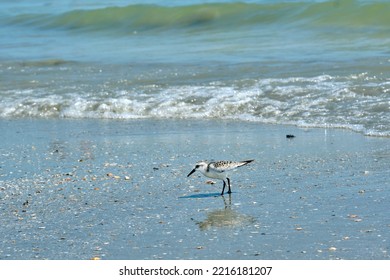 A Sanderling Searches For Food Among The Broken Seashells In Myrtle Beach South Carolina