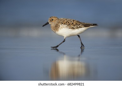 A Sanderling shorebird walks along wet sand with its reflection showing with a blue ocean and sky background.