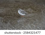 Sanderling, a species of Sandpiper.  A small, fast-moving, wading bird, the sanderling can be spotted scuttling repeatedly down the shore, picking up food exposed by the retreating waves.