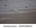 Sanderling, a species of sandpipers. A small, fast-moving, wading bird, the sanderling can be spotted scuttling repeatedly down the shore, picking up food exposed by the retreating waves.