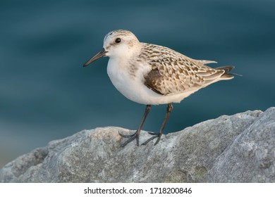 Sanderling standing on the top of a boulder. Colonel Samuel Smith Park, Toronto, Ontario, Canada.