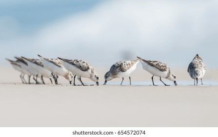 Sanderlings