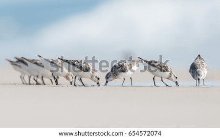 Sanderlings