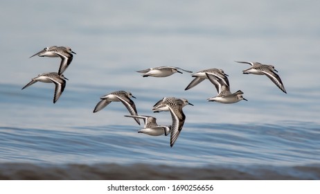 Sanderlings in flight over a lake