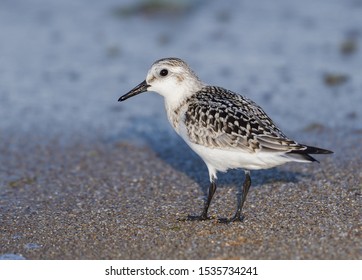 Sanderlings are small wading birds - Shutterstock ID 1535734241