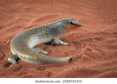 Sandfish lizards are trying to hide under the sand, Sandfish lizard "Scincus scincus" closeup on wood - Powered by Shutterstock