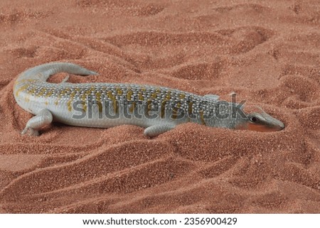 Sandfish lizards are trying to hide under the sand, Sandfish lizard 