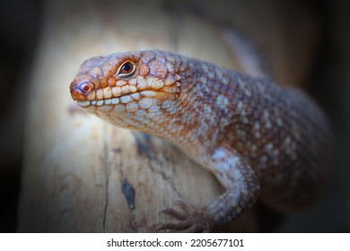 The Sandfish Skink - Scincus Scincus Is Native To The Sahara Desert And The Arabian Peninsula. Portrait Of African Lizard. Wildlife Photography.