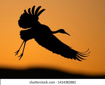  The Sandhill Crane 