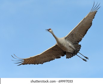 Sandhill Crane