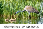 sandhill crane - Antigone canadensis -  adult with three baby colts in green grass and tall reeds swimming at edge of water in full sun in wetland habitat 