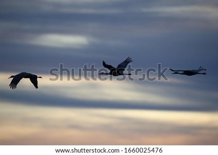 Similar – Foto Bild Landschaft mit vielen Kranichen auf dem Feld und in der Luft