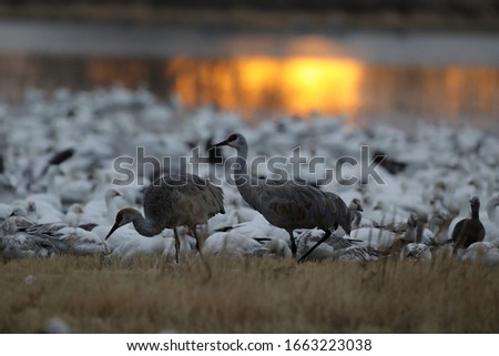 Similar – Foto Bild Landschaft mit vielen Kranichen auf dem Feld und in der Luft