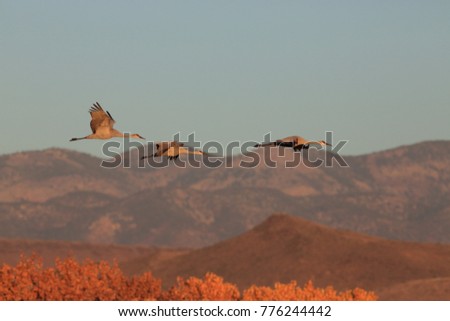 Similar – Foto Bild Landschaft mit vielen Kranichen auf dem Feld und in der Luft