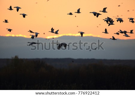 Similar – Image, Stock Photo bird migration
