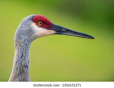 Photos Images Et Photographies De Stock De Grue Oiseau