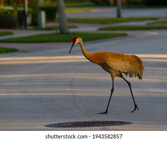 Sandhill Crane Crossing The Road 