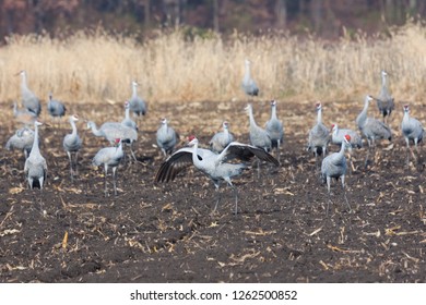 425 Crane Eating Fish Images, Stock Photos & Vectors | Shutterstock