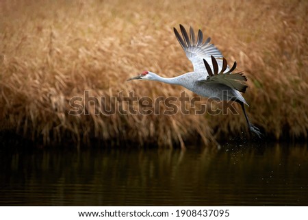 Sandhill crane in the flight