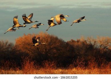 Sandhill crane flock in flight