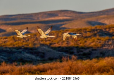 Sandhill crane flying. Bosque del Apache National Wildlife Refuge, New Mexico - Shutterstock ID 2218843565