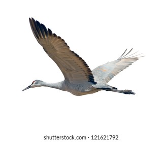 23,679 Flying Crane Bird Images, Stock Photos & Vectors 