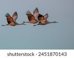 Sandhill Crane flying over field