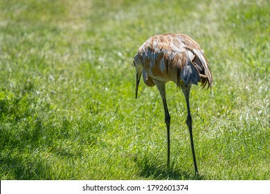 Sandhill Crane Has Found A Star Nosed Mole In The Wetlands