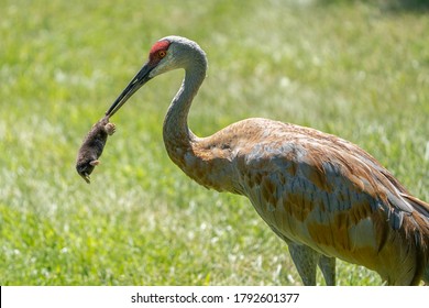 Sandhill Crane Has Found A Star Nosed Mole In The Wetlands