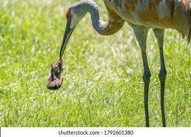 Sandhill Crane Has Found A Star Nosed Mole In The Wetlands