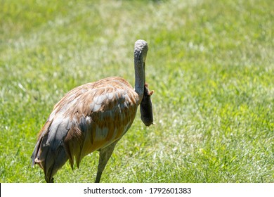 Sandhill Crane Has Found A Star Nosed Mole In The Wetlands