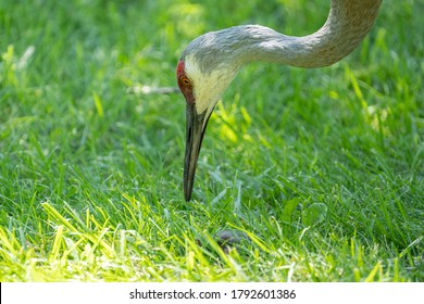 Sandhill Crane Has Found A Star Nosed Mole In The Wetlands