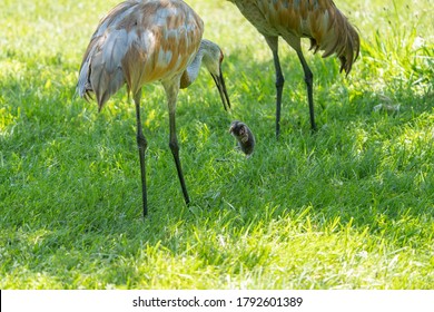 Sandhill Crane Has Found A Star Nosed Mole In The Wetlands