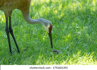 Sandhill Crane Has Found A Star Nosed Mole In The Wetlands