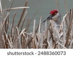 Sandhill crane hiding in tall reeds by pond