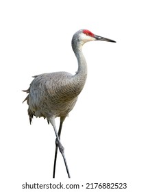 10,496 Sandhill cranes Images, Stock Photos & Vectors | Shutterstock