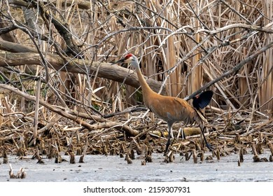 The sandhill crane and male red-winged blackbird. When these two species nesting in the same locality, the blackbird often attacks the crane, defends its territory and hangs on his tail feather.