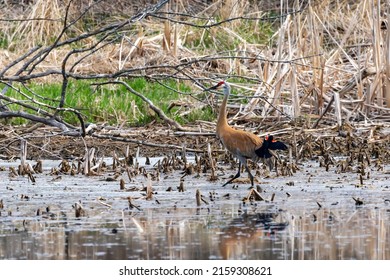 The sandhill crane and male red-winged blackbird. When these two species nesting in the same locality, the blackbird often attacks the crane, defends its territory and hangs on his tail feather.