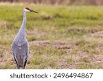 Sandhill Crane in the meadow